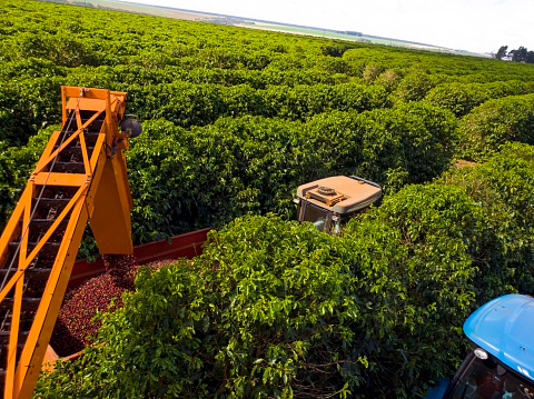 Photo of a coffee combine harvester working on a coffee farm