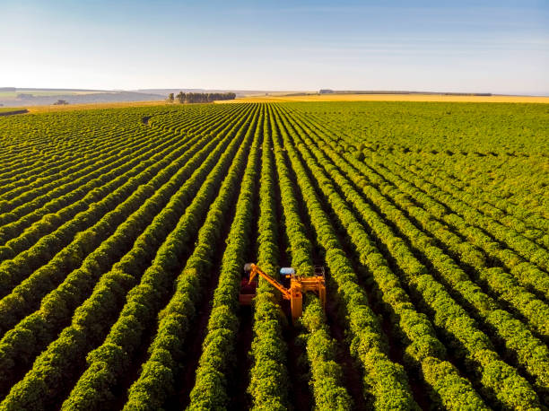 커피 결합 수확기 - tractor agriculture field harvesting 뉴스 사진 이미지