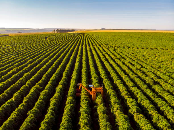 Coffee combine harvester stock photo