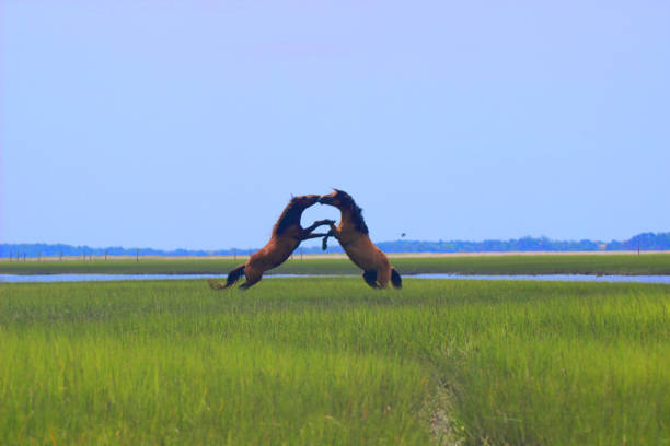 Competing stallions fight over herds on wetlands of Carrot Island. This island is in the Rachel Carson Nature Preserve near Beaufort, North Carolina USA.