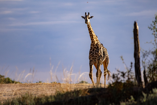 A mature giraffe standing tall in its natural habitat in a wildlife nature reserve in Africa