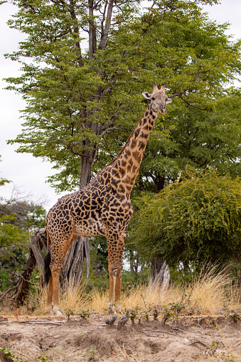 A mature giraffe standing tall in the small open field in a wildlife nature reserve in Africa and looking at the camera