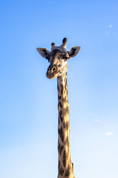 istock Close up of a giraffe 1412202388