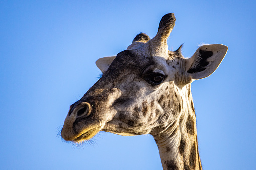 Close up shot of a giraffe looking back at the camera, taken in a wildlife nature reserve in Africa