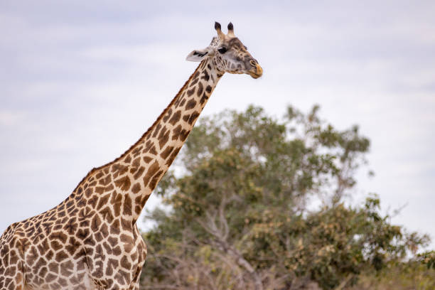 istock A giraffe in its natural habitat 1412202409