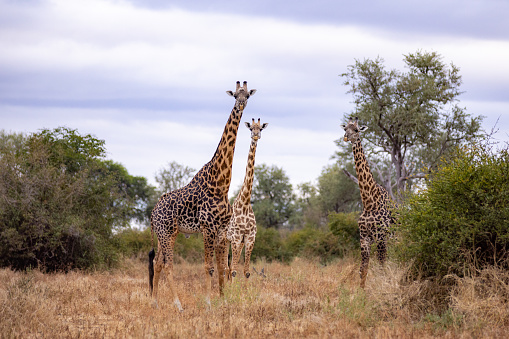 Three giraffes standing in the field in their natural habitat, looking at the camera