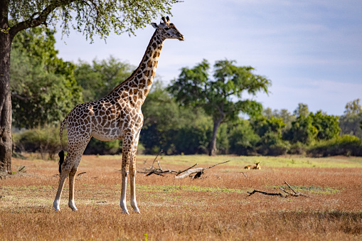 A mature giraffe standing tall in a small open field in a wildlife nature reserve in Africa