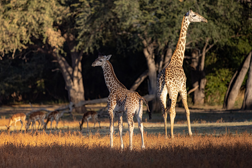 Giraffe calf walking near a mature giraffe looking around in a wildlife nature reserve in Africa
