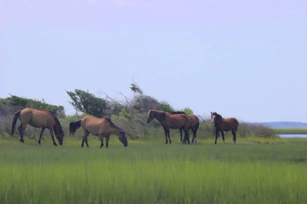 Wild horses on wetlands of Carrot Island. This island is in the Rachel Carson Nature Preserve near Beaufort, North Carolina USA.