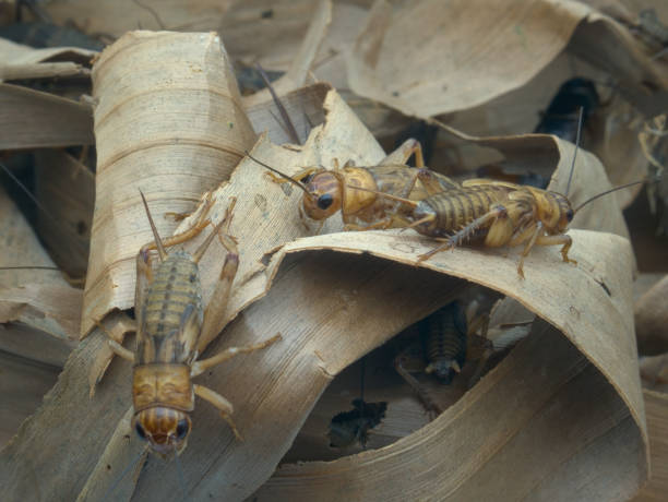 istock House crickets on dried banana leaves 1412203254