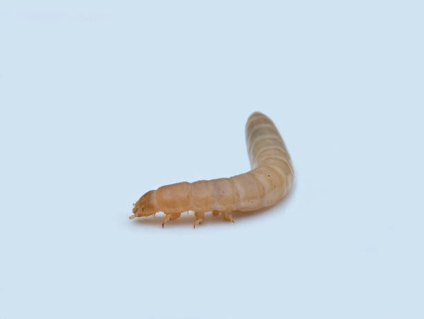 istock super worm on the white pedestal 1412203264