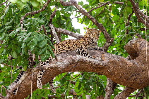 Young female African leopard resting on a tree branch in the wildlife nature reserve in Africa