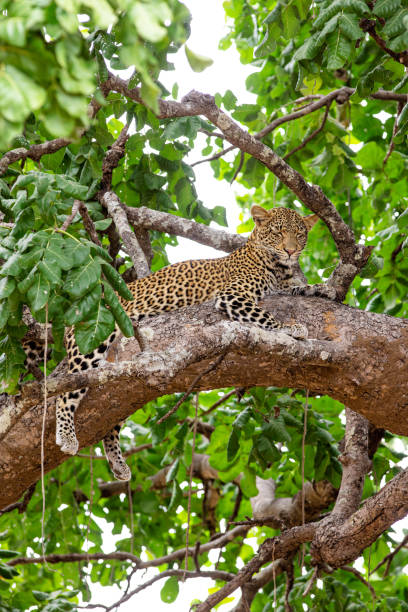 istock Female African leopard resting on a tree branch 1412204392