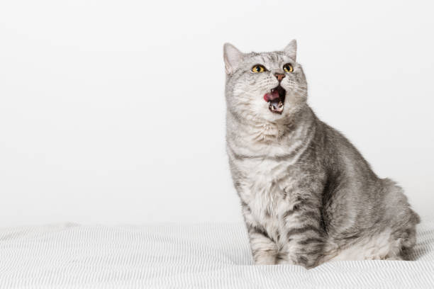 istock Cat sitting on the bed and lick his lips with tongue 1412204511