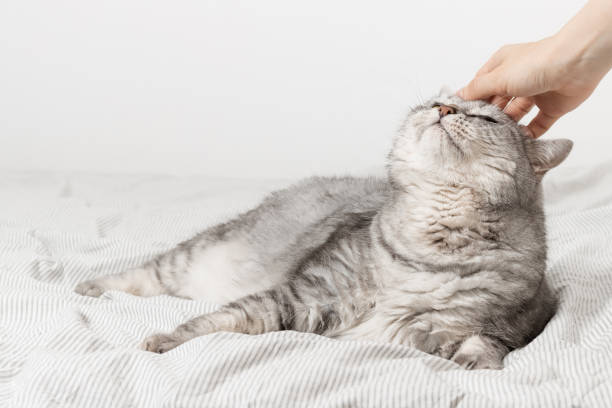 istock Woman stroking cat with hand 1412204536