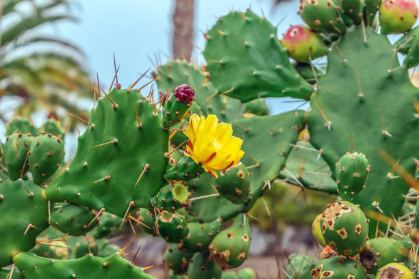 fiore giallo-rosso, boccioli e frutti acerbi di opuntia phaeacantha tra i cuscinetti spinosi di cactus - prickly pear pad foto e immagini stock