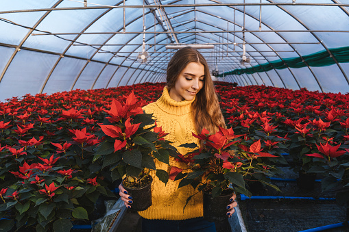 Woman in greenhouse in yellow sweater hold poinsettia in pots and smile.