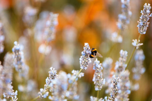 Close up color image of a bee pollinating lavender flowers. Room for copy space.