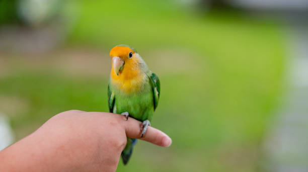 istock A lovebird perched on a finger, parrot 1412209014