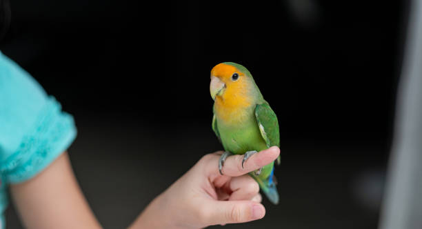 istock A lovebird perched on a finger, parrot 1412209027