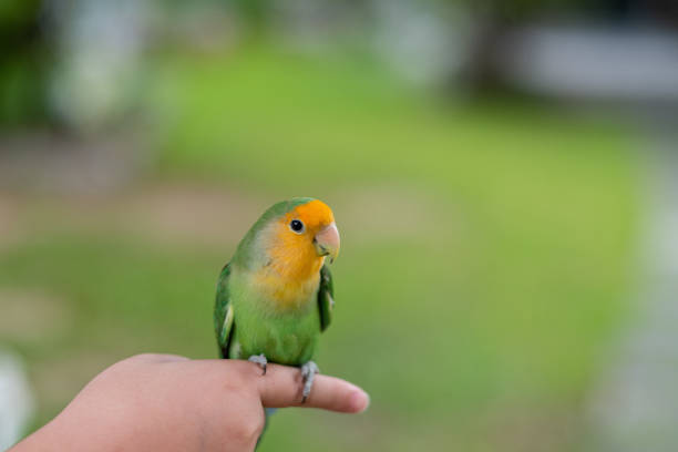 istock A lovebird perched on a finger, parrot 1412209038