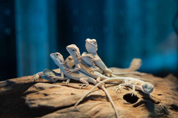 istock bearded dragon on ground with blur background 1412209140
