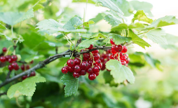 istock red currant berries on a branch in the garden 1412209714