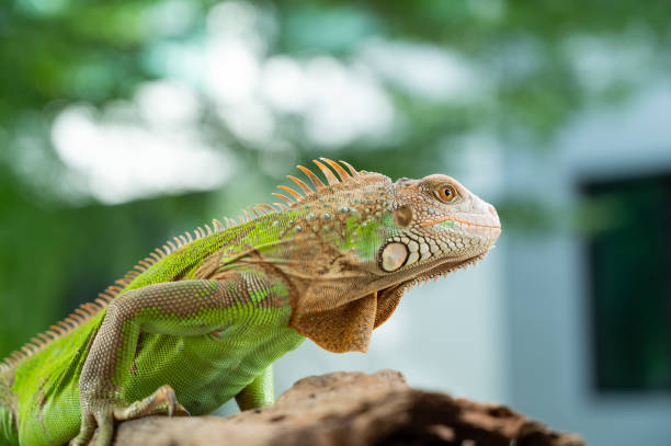 istock lizard, animal, green lizard with blur background 1412210852