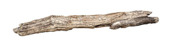 istock Dry tree twig branch isolated on white 1412211022