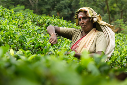 Nuwara Eliya, Sri Lanka  July 23, 2009: A Tamil tea plucker working on a tea plantation