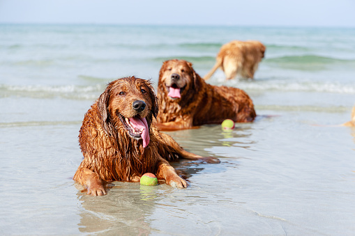 Golden Retriever dogs family laying down on tropical beach. Friendly pets