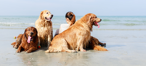 Happy pets, Golden retriever family sitting with female owner on tropical beach. Vacation time