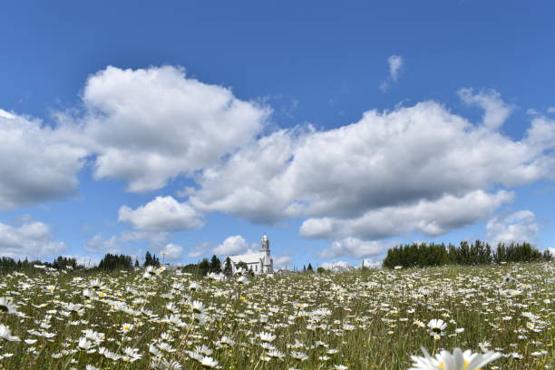Un ciel bleu A field of daisies, Sainte-Apolline, Quebec, Canada ciel bleu stock pictures, royalty-free photos & images