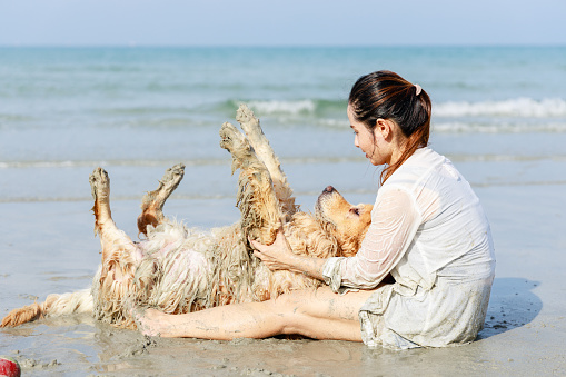 Adorable golden retriever breed and female owner rest on tropical beach. Friendly pets