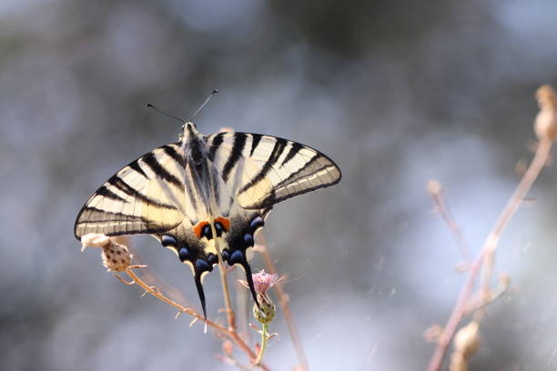 un papillon sur une fleur - scarce swallowtail photos et images de collection