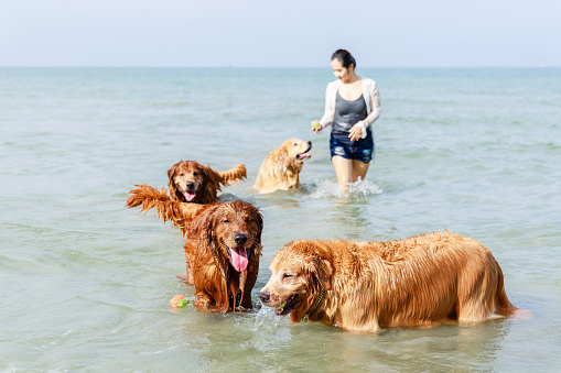 Adorable golden retriever laying on female owner on the tropical beach after play sea.