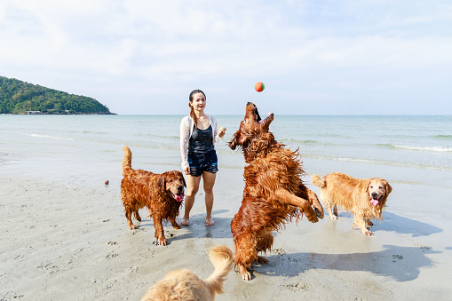 Golden retriever family and owner run and play ball on the tropical beach. Friendly pets