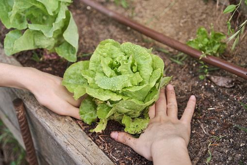 Hands of a young gardener picking up a lettuce. Ecological and organic urban garden.