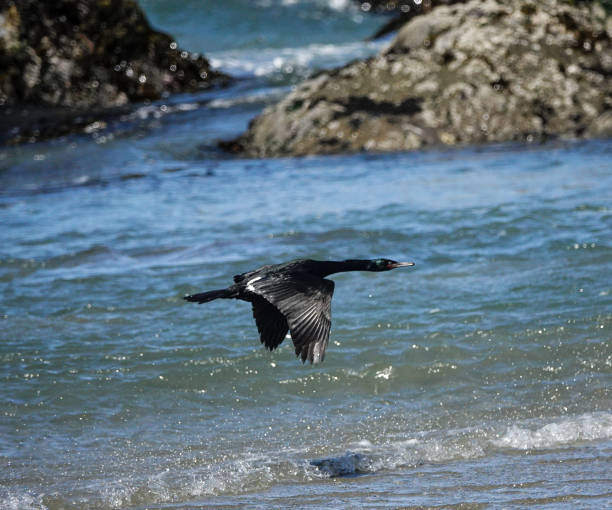 Pelagic cormorant in flight along the rocky shore.