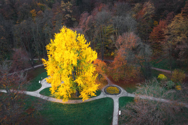 istock City Park with large ginkgo tree in autumn colours. 1412214896