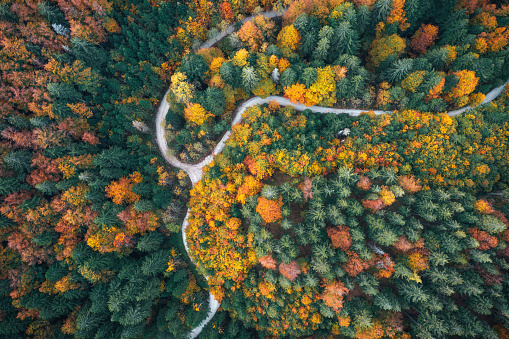 Aerial view on winding country road through the colourful forest.