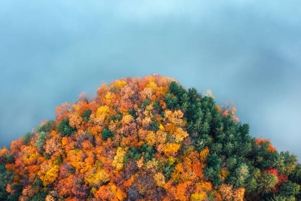 istock Autumn Forest By The Lake 1412214909