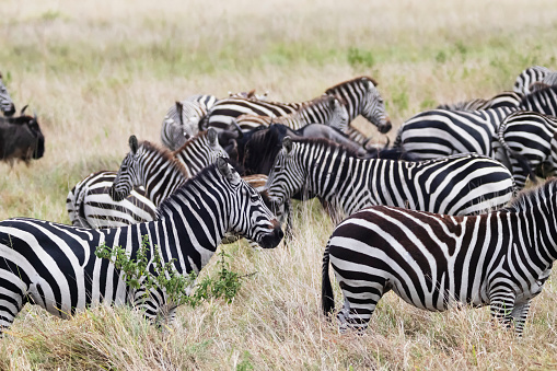 Photo of zebras at the Maasai Mara National Reserve in Kenya.