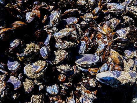 Goose neck barnacle Pollicipes pollicipes percebes growing on mytilidae covered rocks at Praia as Catedrais Cathedrals Beach Ribadeo Galicia Spain