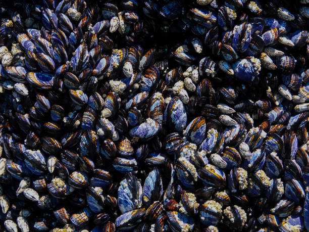 istock Muscles and barnacles covering a rock at low tide. 1412215760