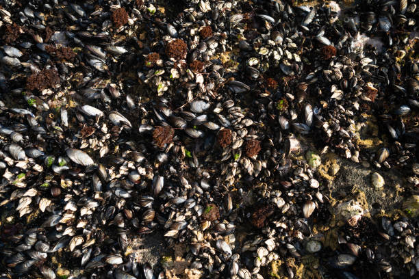 Mussels on a rock. Wild mussels on the rocks of the coast in Portugal