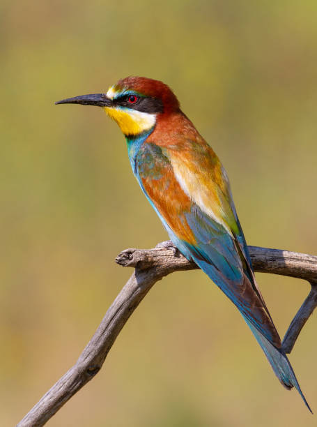 istock ommon bee-eater, Merops apiaster. A beautiful multi-colored bird sits on a dry branch 1412217392