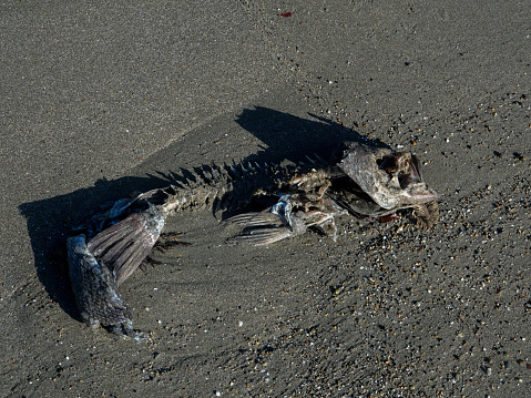 Fish skeleton on a sandy beach