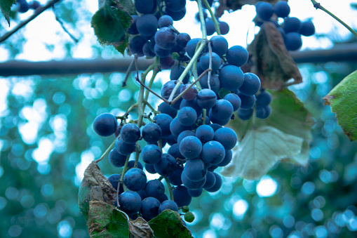 Grape closeup in a rural backyard with bokeh effect on the background