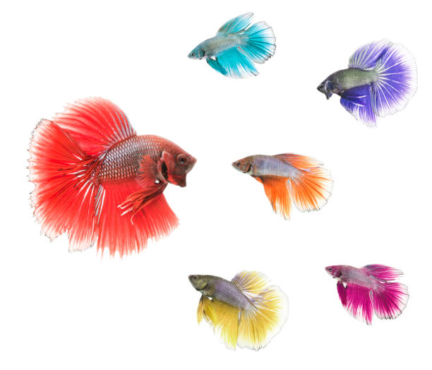 variation de poisson betta - fish siamese fighting fish isolated multi colored photos et images de collection